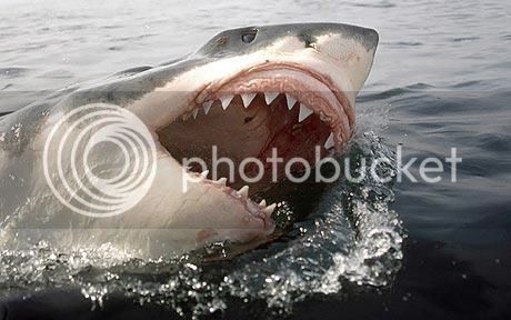 greatWhiteShark460_1581547c_zpsc635a980.jpg